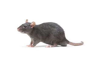 A rat wouldn't be in a clean and safe environment